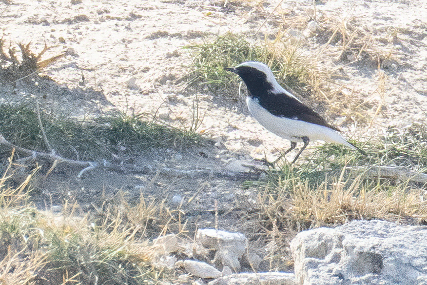 Finsch`s Wheatear