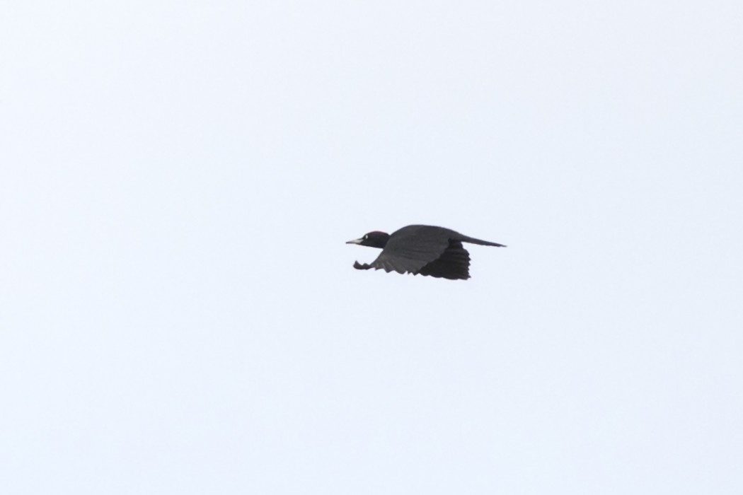Black Woodpecker