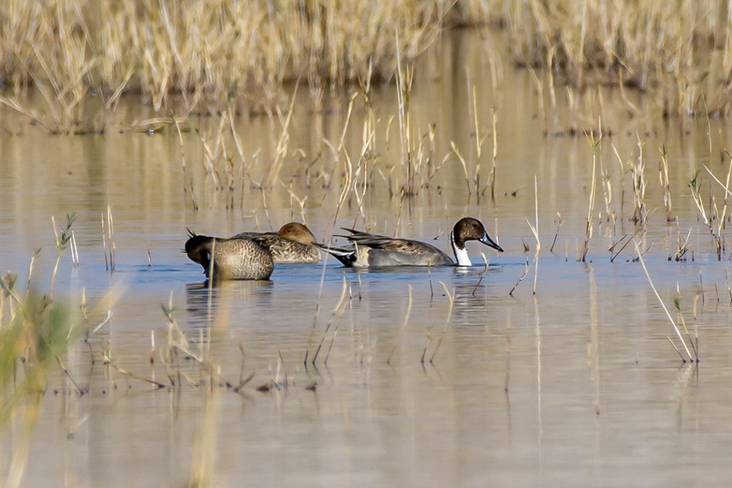 Northern Pintail