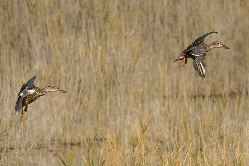 Northern Shoveler