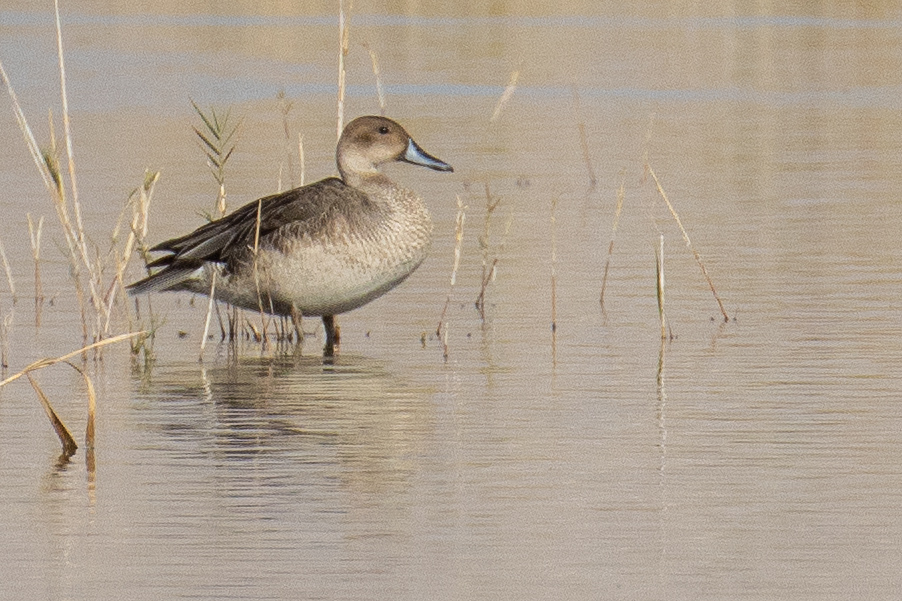 Northern Pintail