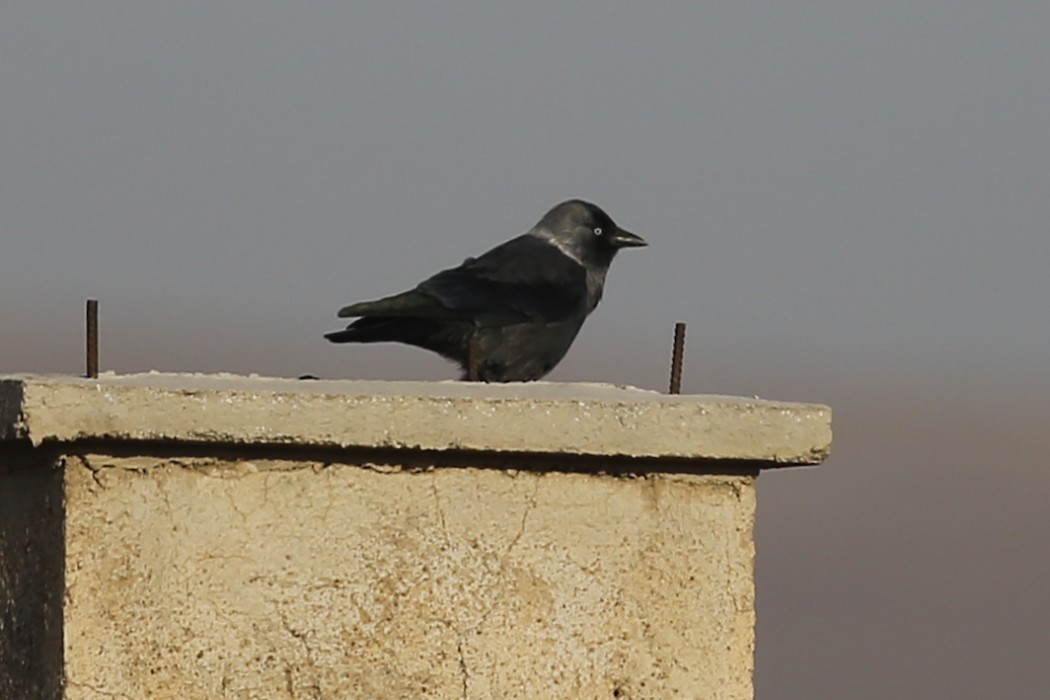 Küçük Karga