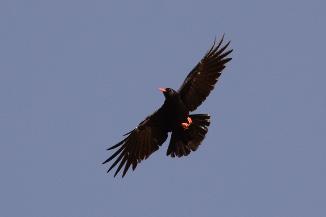 Red-billed Chough