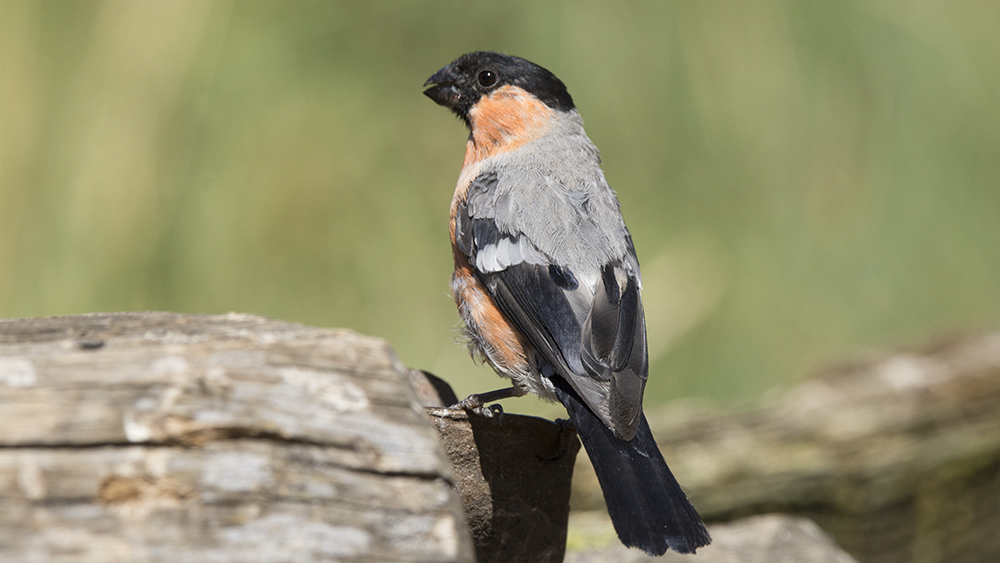 Eurasian Bullfinch