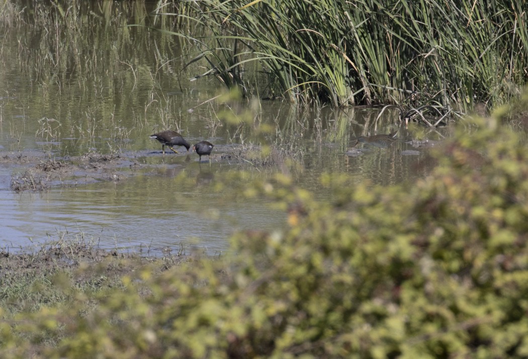 Water Rail