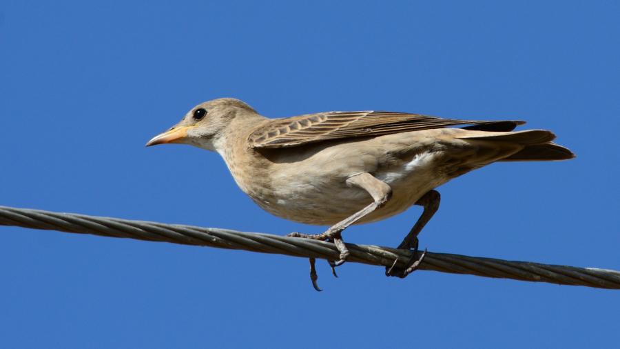 Rosy Starling