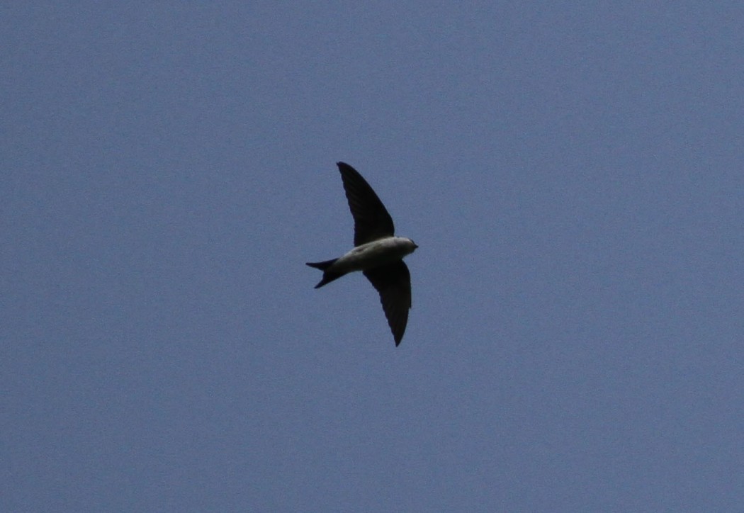 Western House Martin