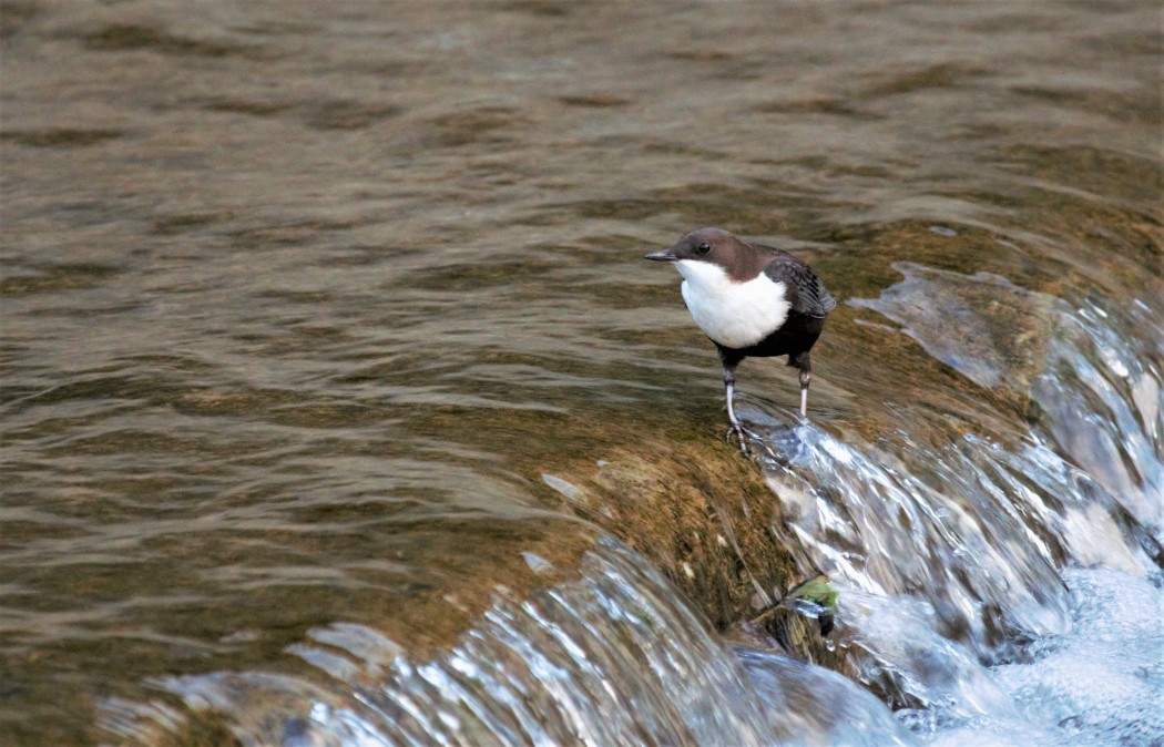 White-throated Dipper