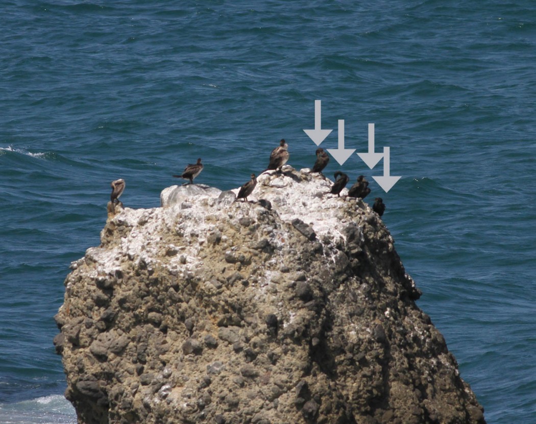 European Shag