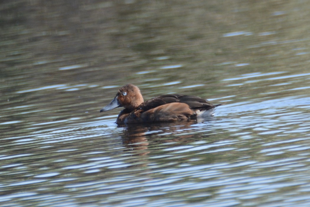 Ferruginous Duck