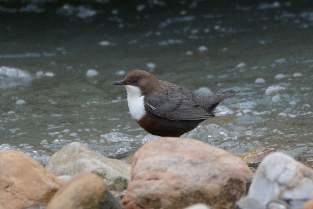 White-throated Dipper