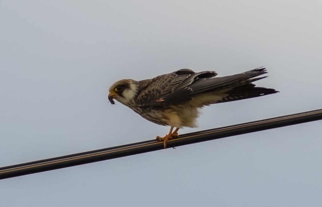 Red-footed Falcon