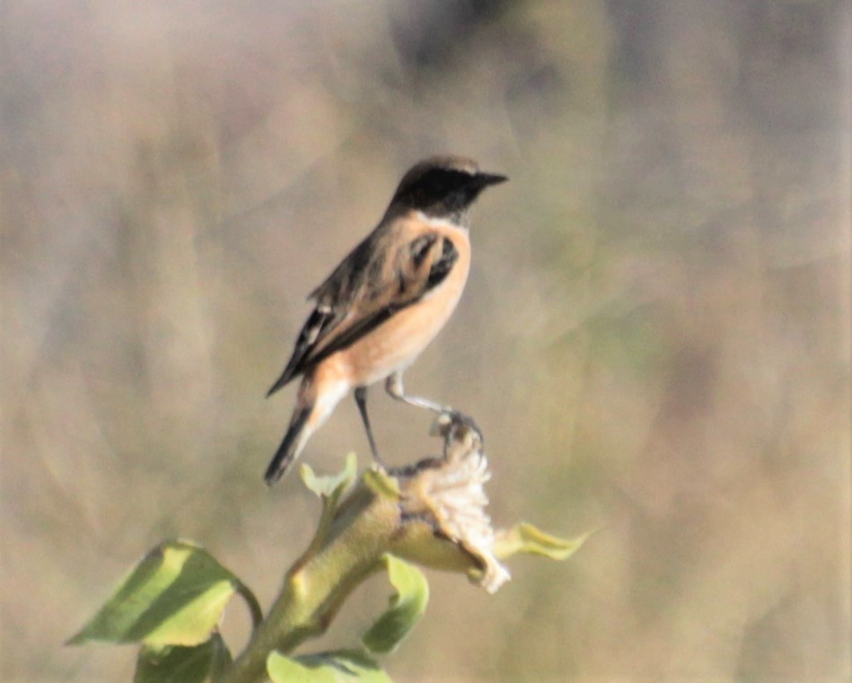 Siberian Stonechat