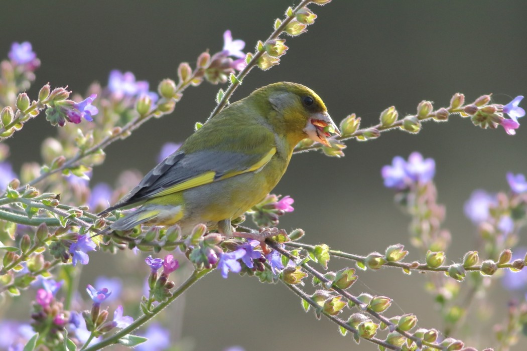 European Greenfinch