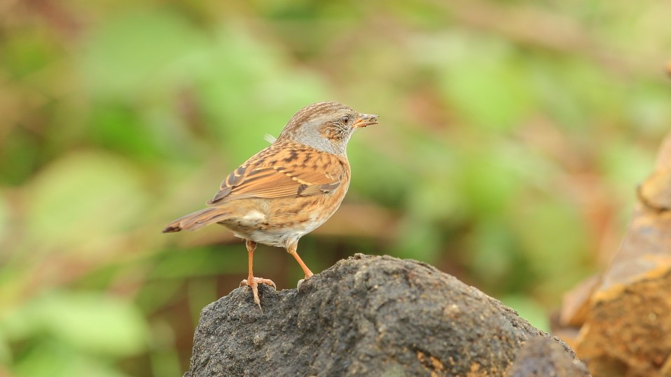 Dunnock