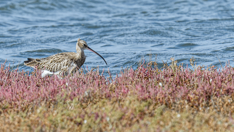 Eurasian Curlew