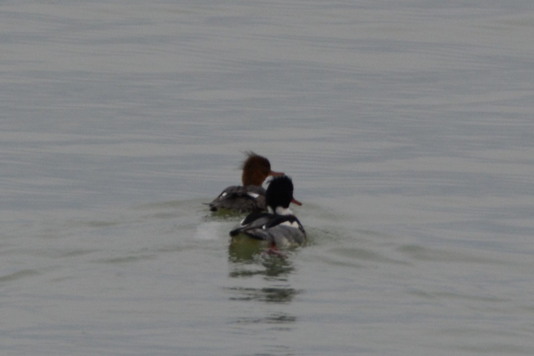 Red-breasted Merganser