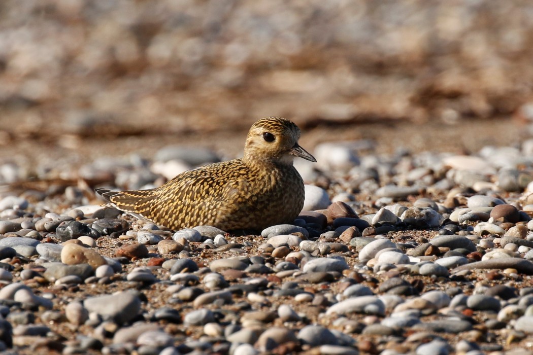 European Golden Plover