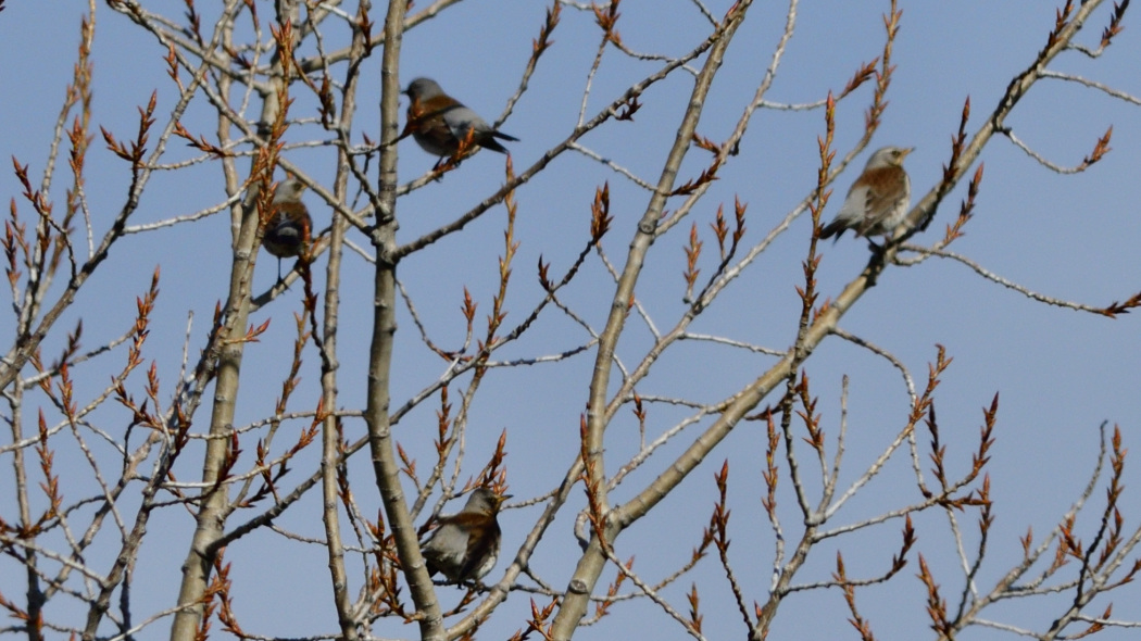 Fieldfare