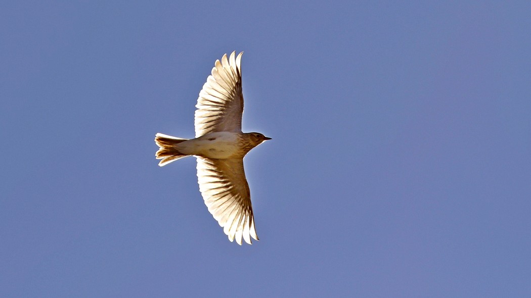 Eurasian Skylark