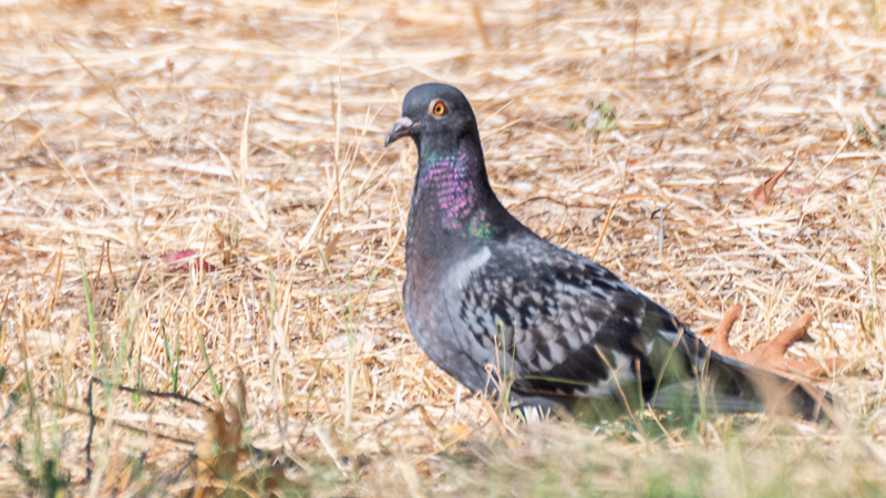 Rock Dove
