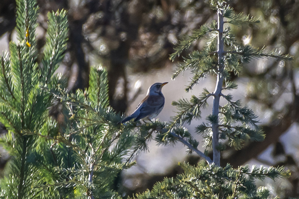 Fieldfare