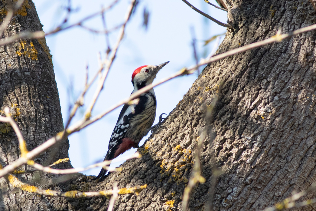Middle Spotted Woodpecker