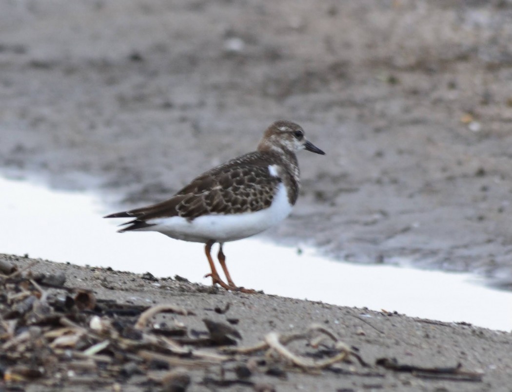 Ruddy Turnstone