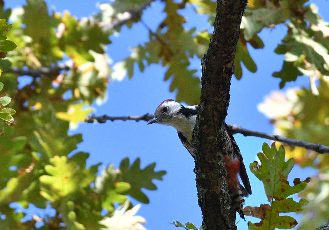 Middle Spotted Woodpecker