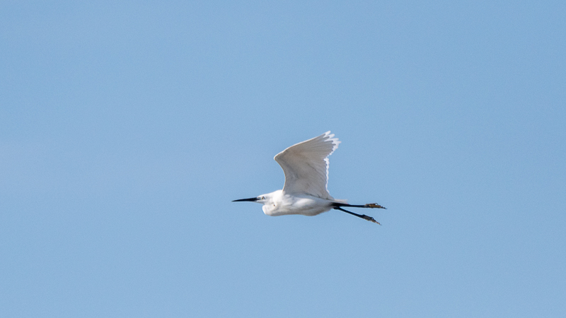 Little Egret