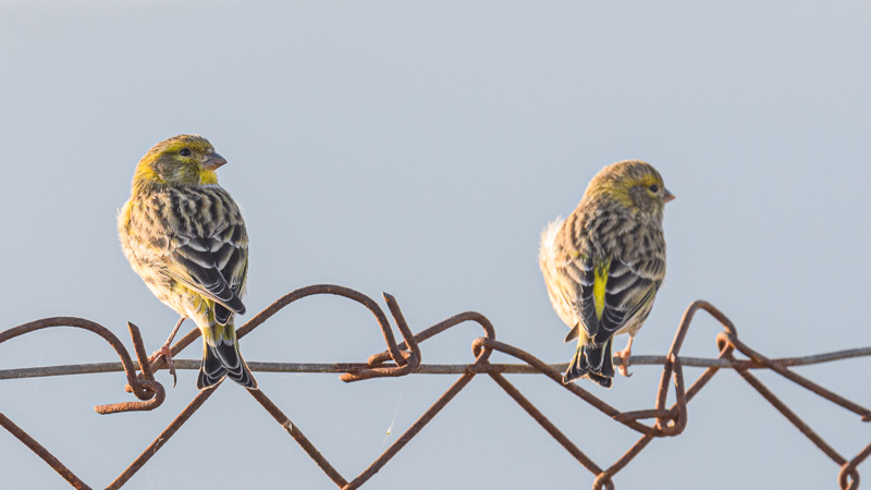European Serin