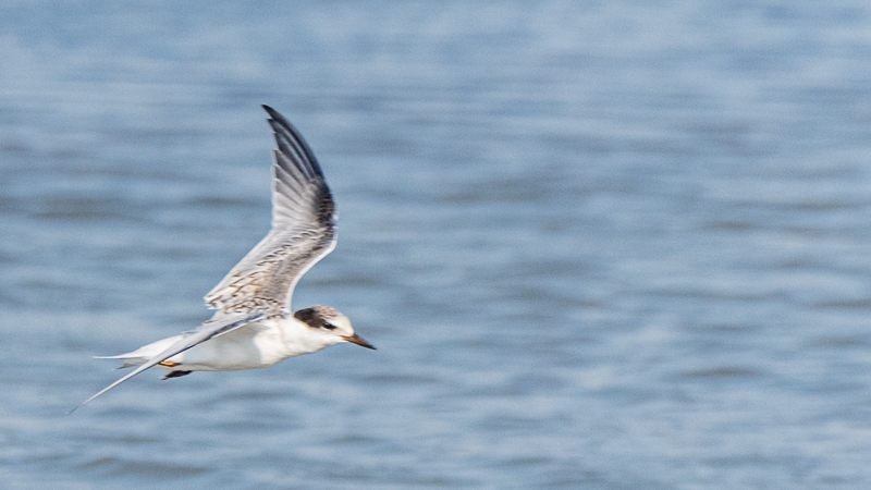 Little Tern