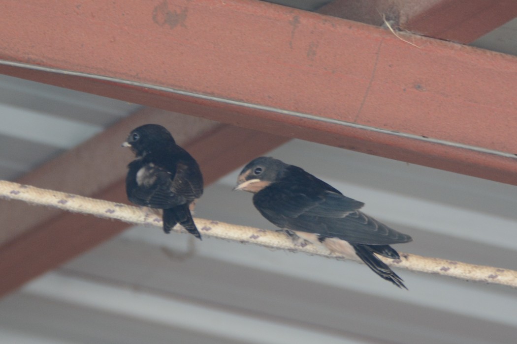Barn Swallow