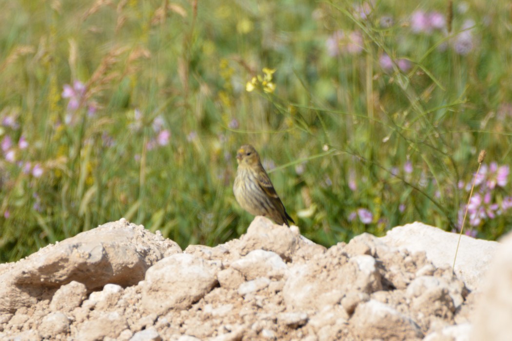 European Serin
