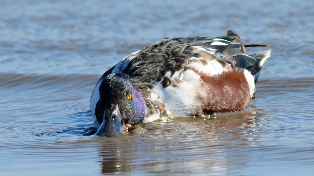 Northern Shoveler