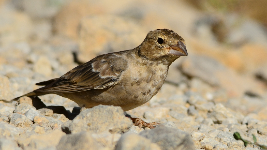 Pale Rockfinch