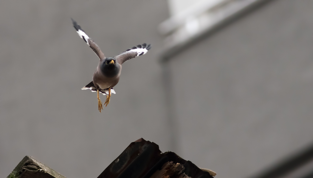 Common Myna