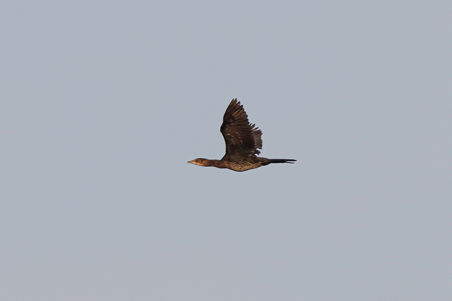 Pygmy Cormorant
