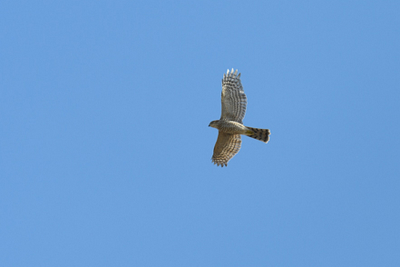 Eurasian Sparrowhawk