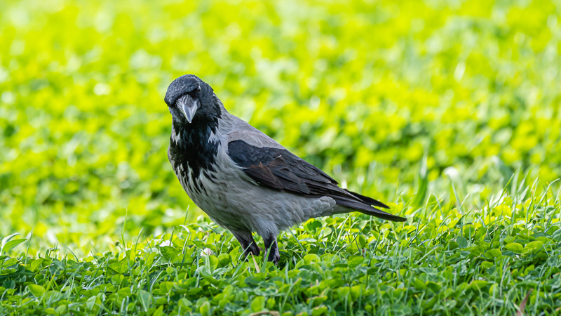 Hooded Crow