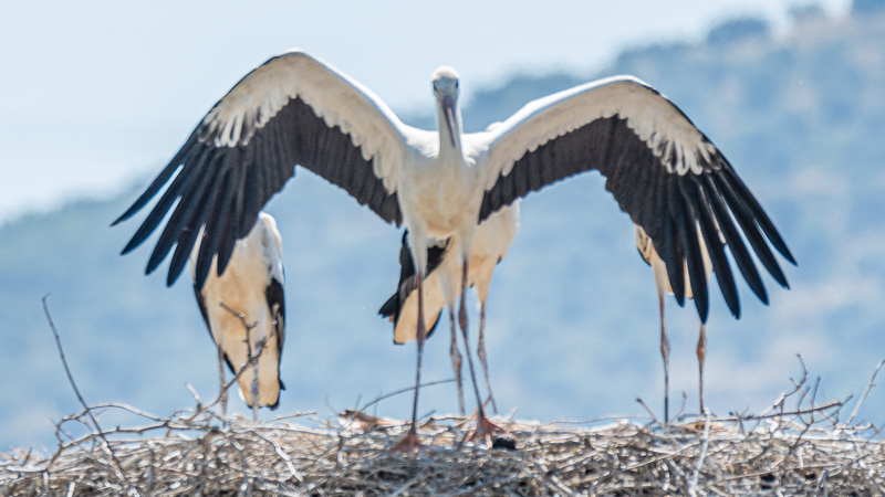 White Stork