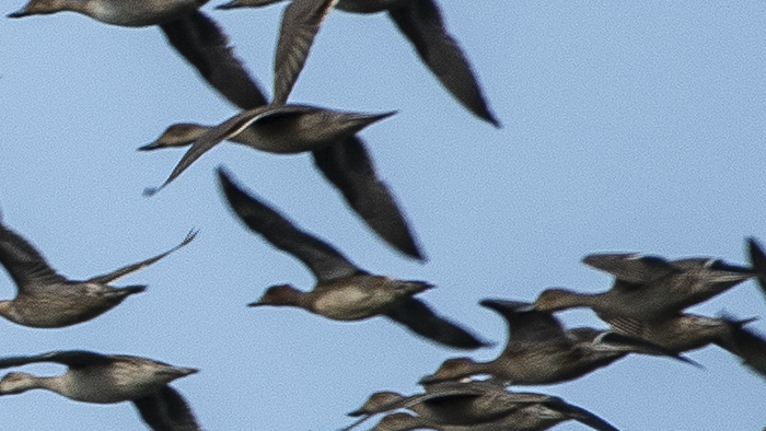 Eurasian Wigeon