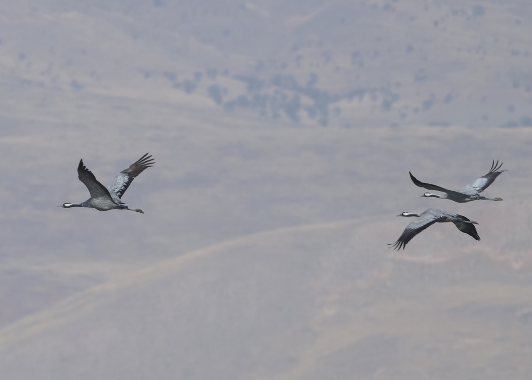Common Crane