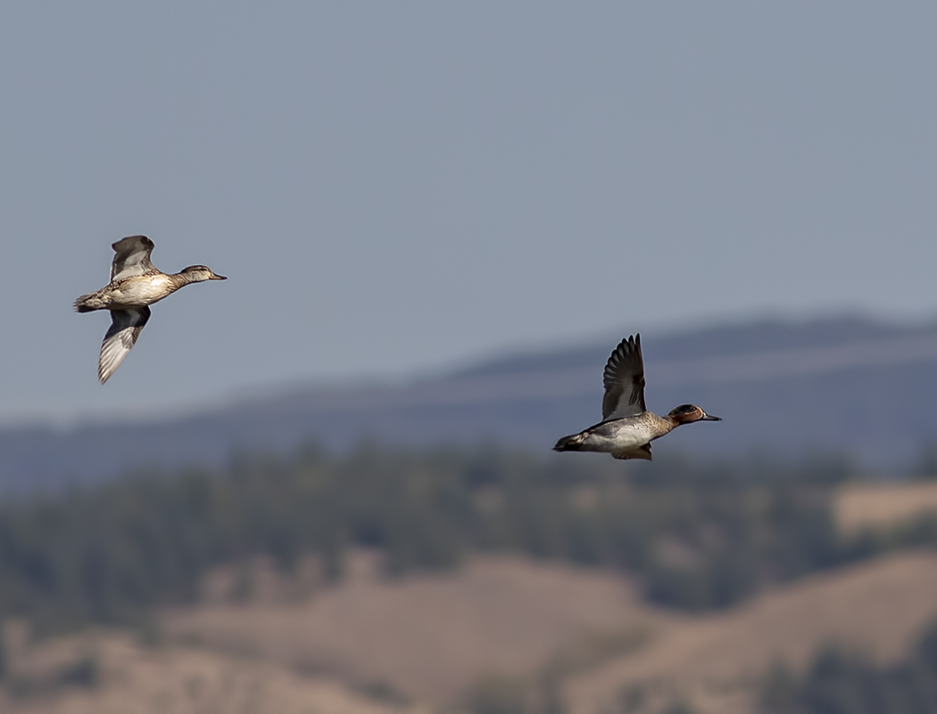 Eurasian Teal