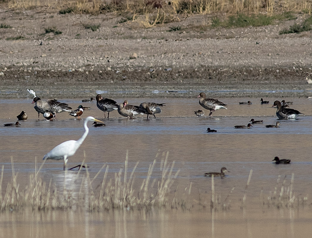 Greylag Goose
