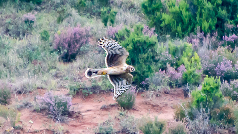 Hen Harrier