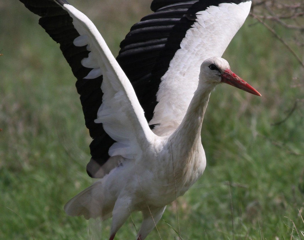 White Stork