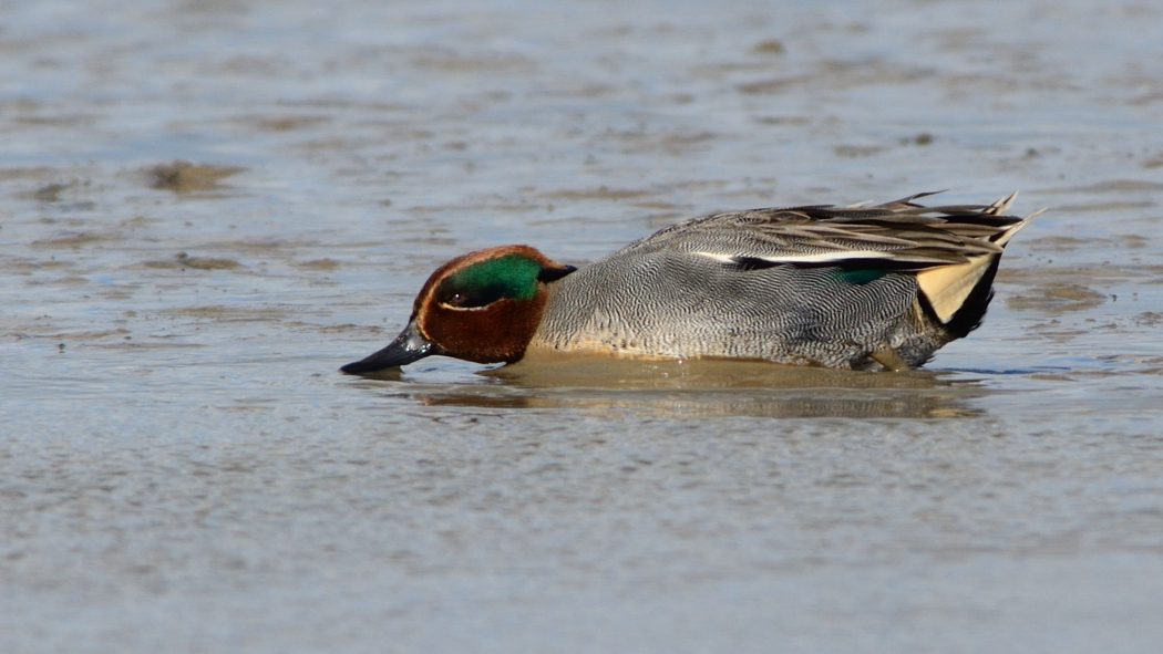 Eurasian Teal