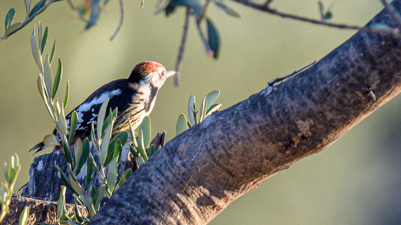 Middle Spotted Woodpecker