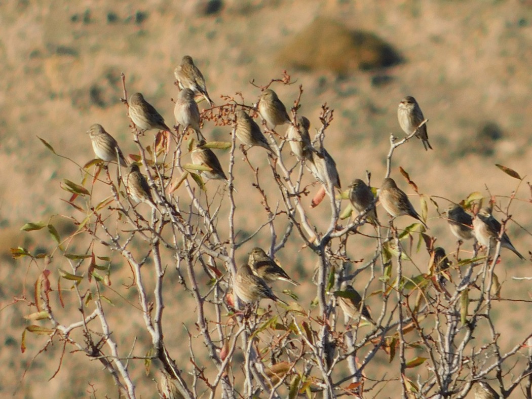 Common Linnet